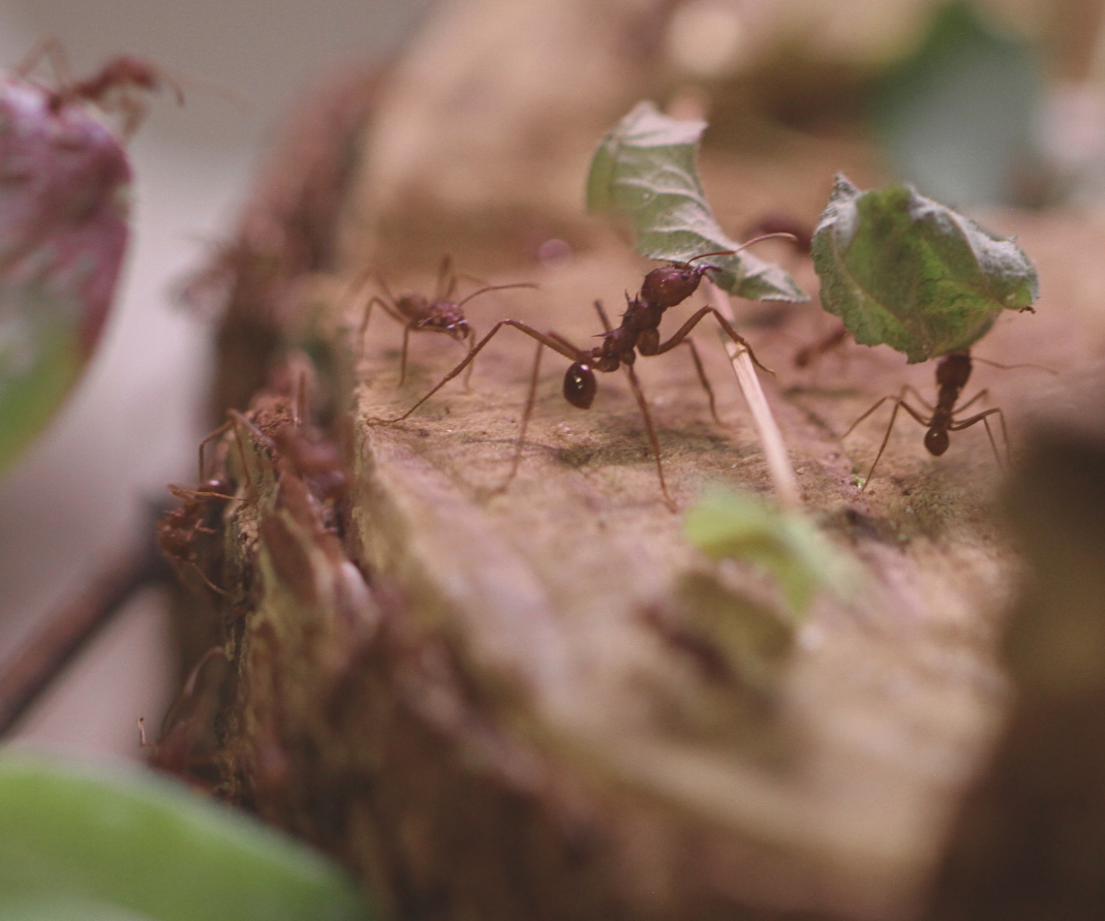 Legacies: Invertebrates of Mexico