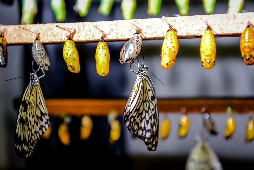 Chrysalis Chamber
