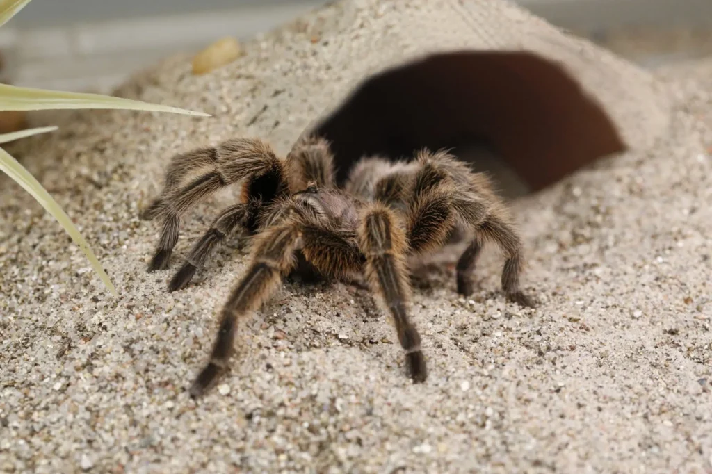 Legacies: Invertebrates of Mexico