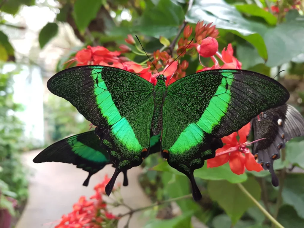 Wings of the Tropics